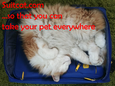 cat in a suitcase